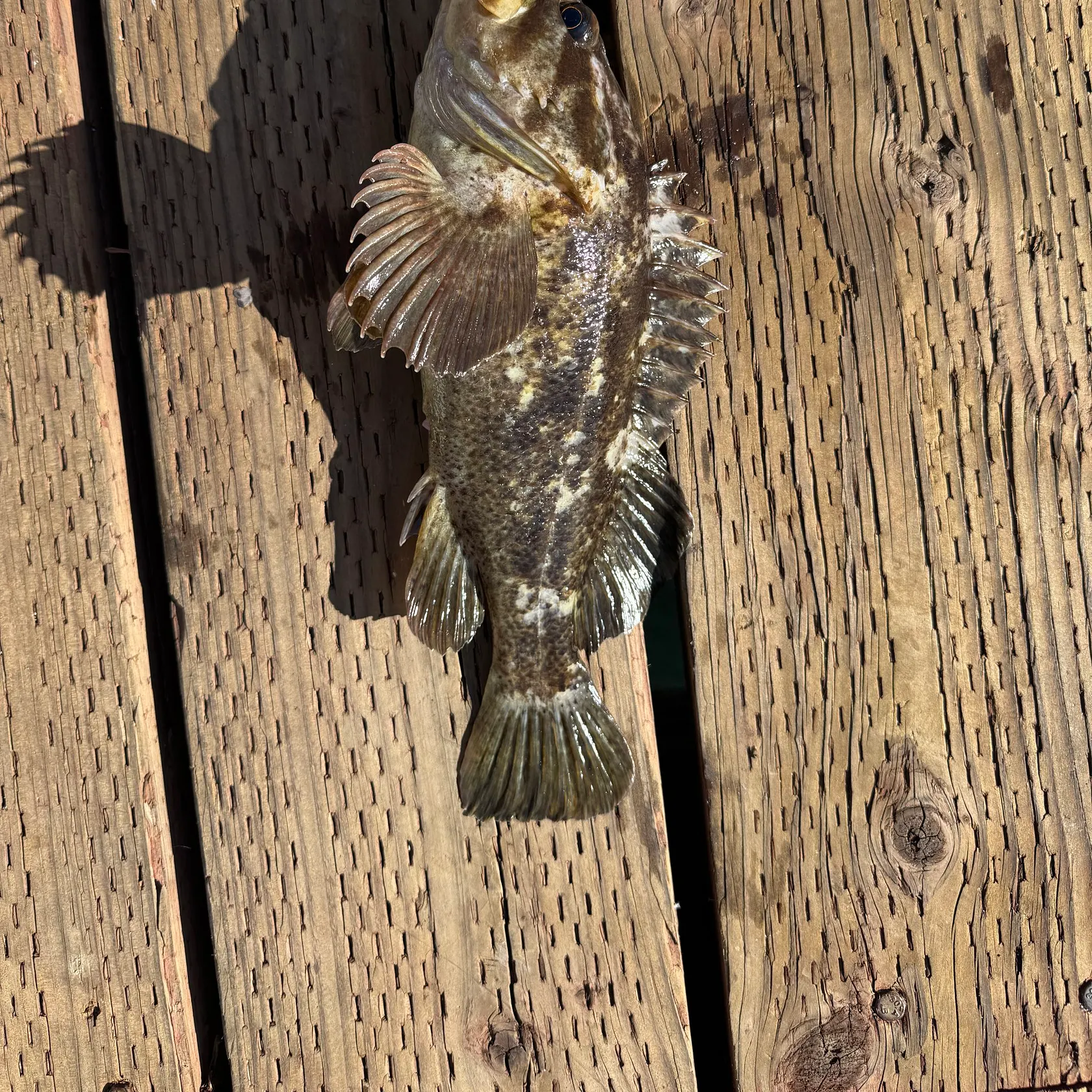 The most recent Grass rockfish catches on Fishbrain