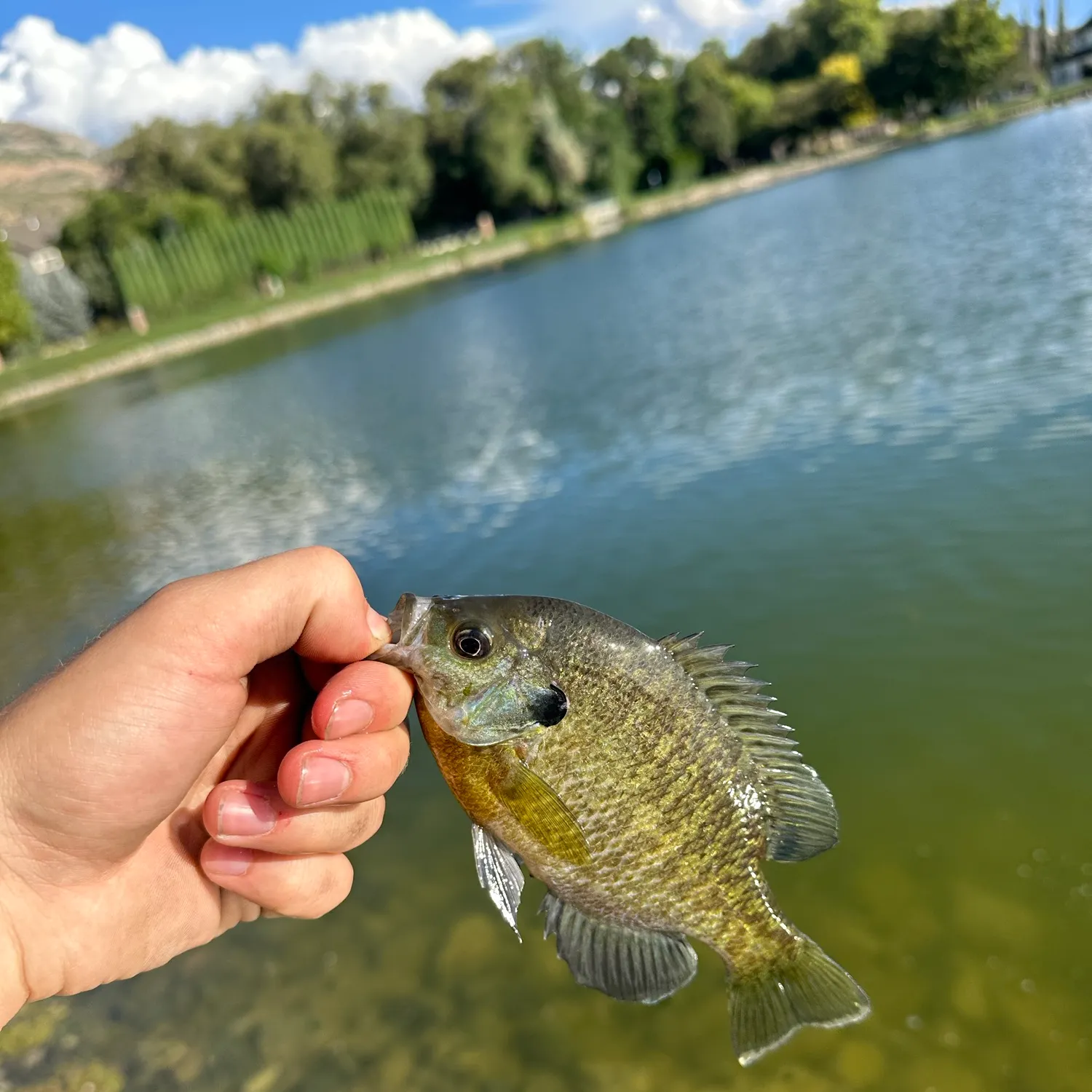 Bluegill caught on Fishbrain