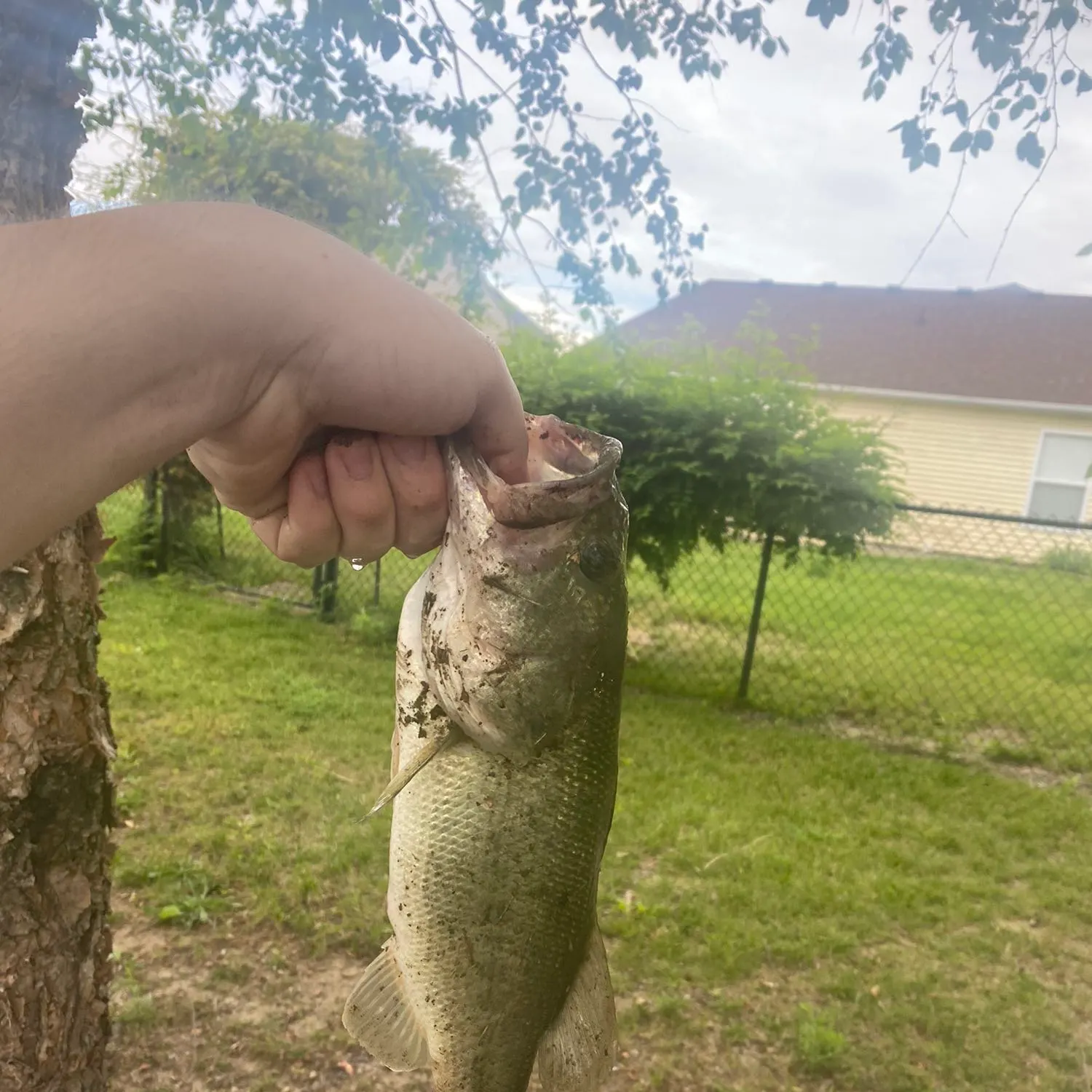 angler catch