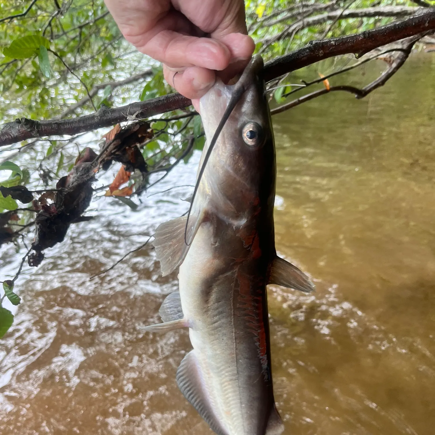 Channel catfish caught on Fishbrain