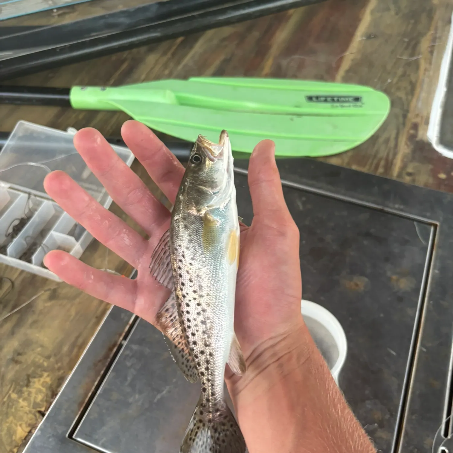 Spotted seatrout caught on Fishbrain