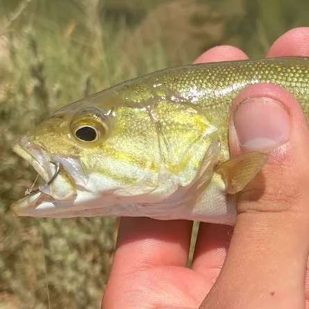 The most recent Smallmouth bass catches on Fishbrain