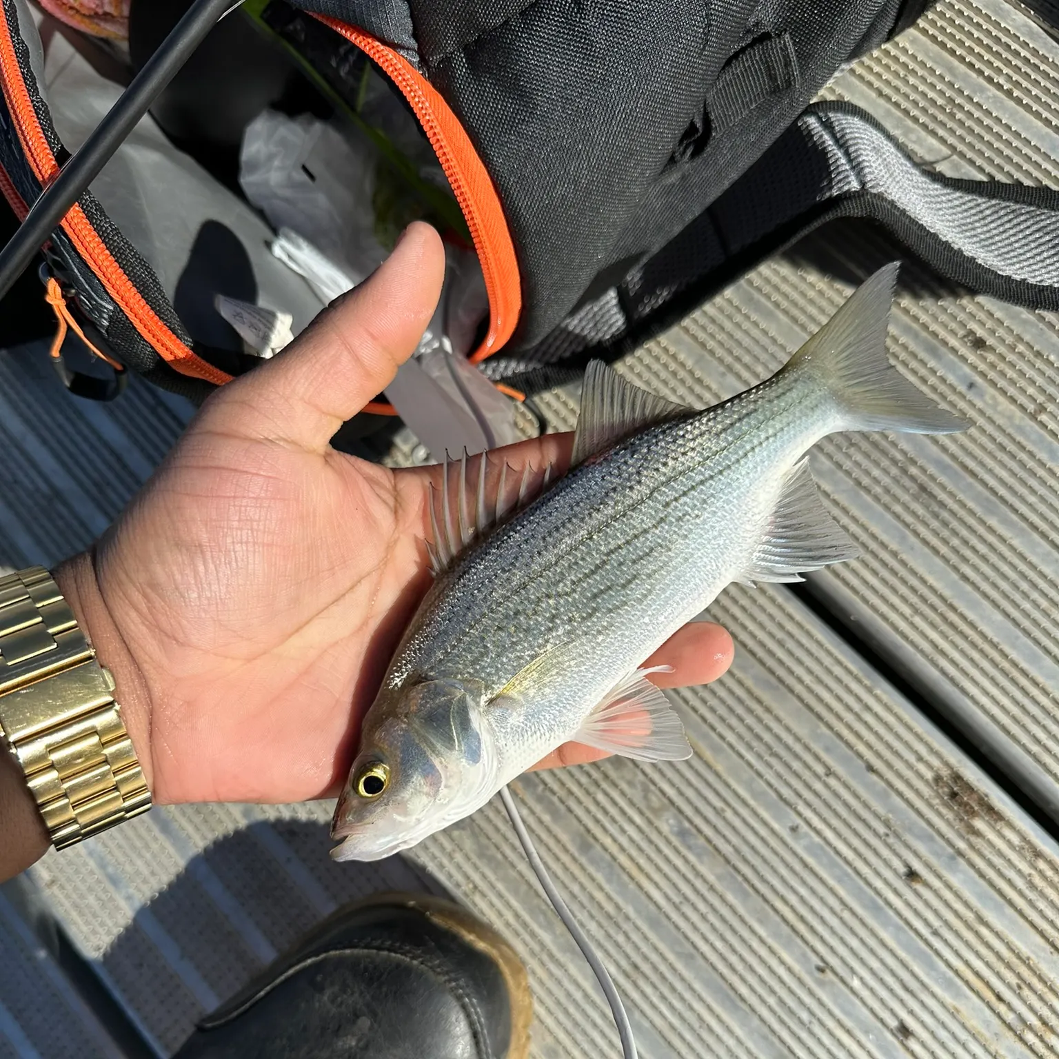 The most recent White bass catches on Fishbrain