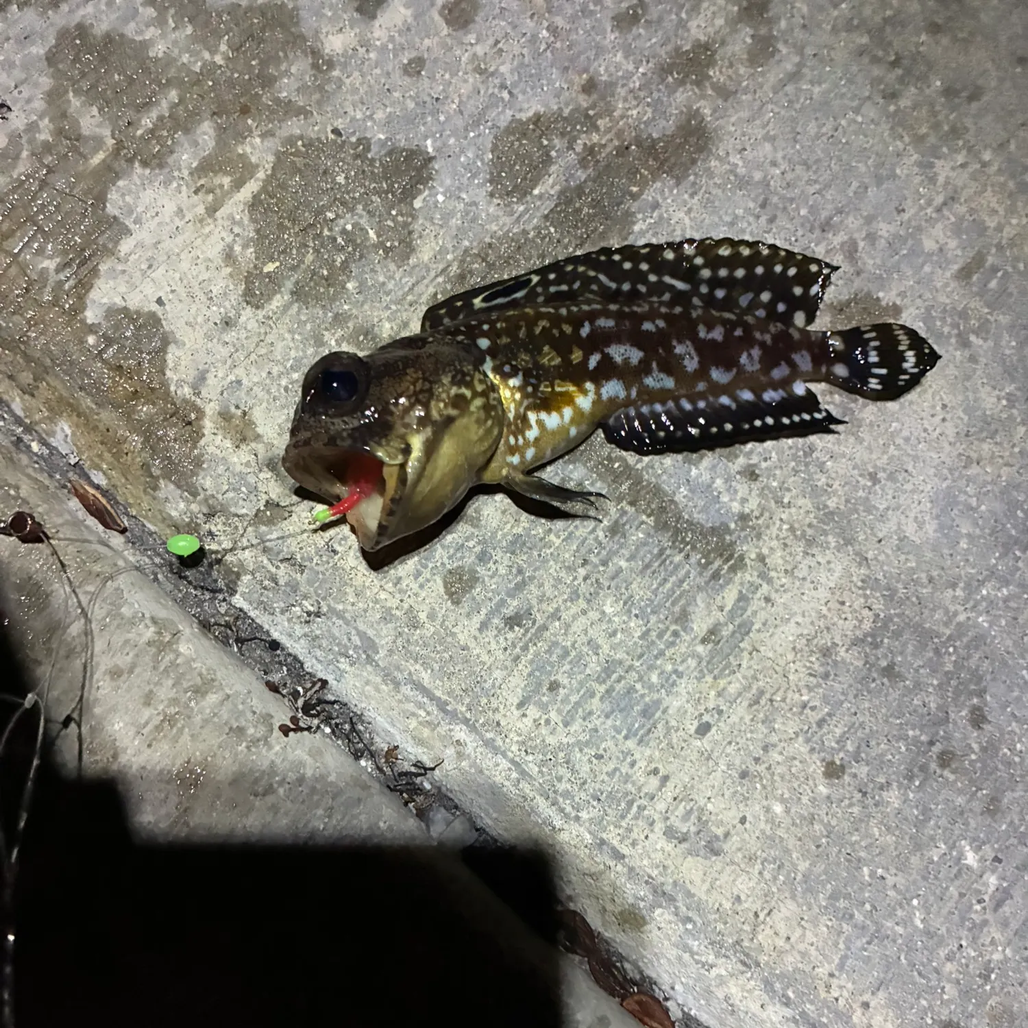 The most recent Starry blenny catches on Fishbrain