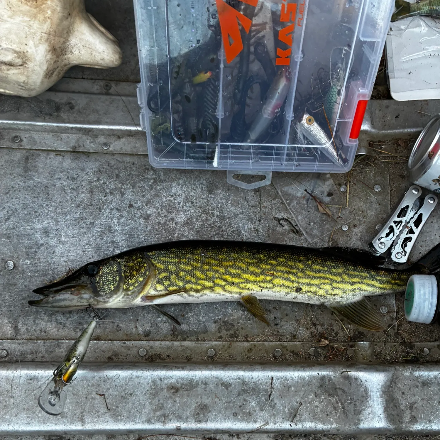 Chain pickerel caught on Fishbrain