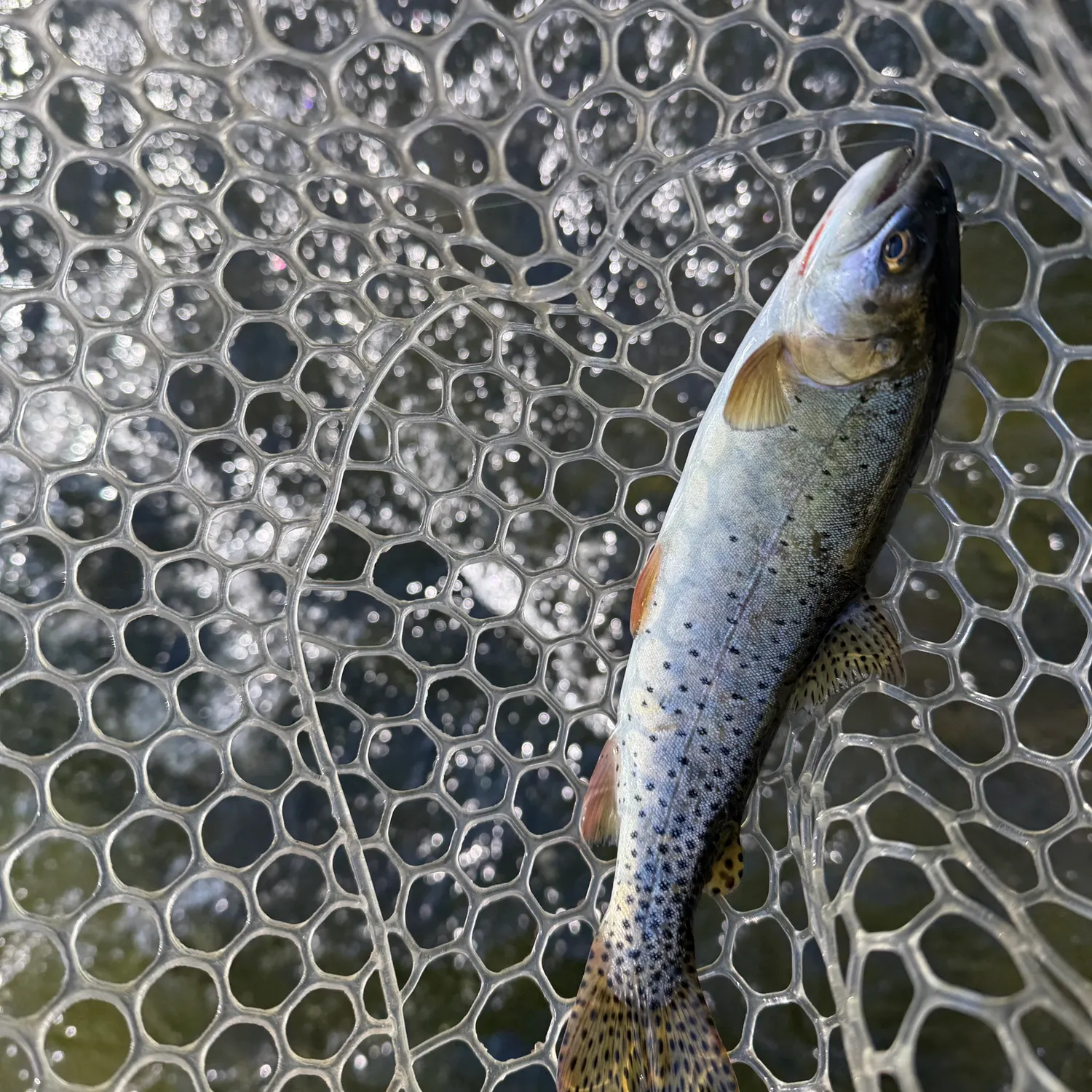 The most recent Bonneville cutthroat trout catches on Fishbrain