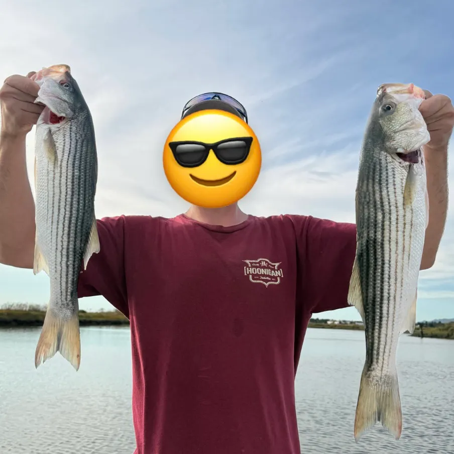 Striped bass caught on Fishbrain