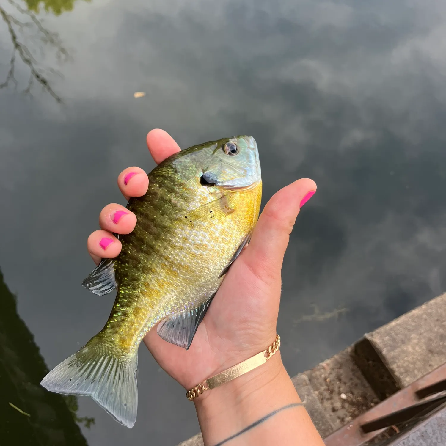 Bluegill caught on Fishbrain