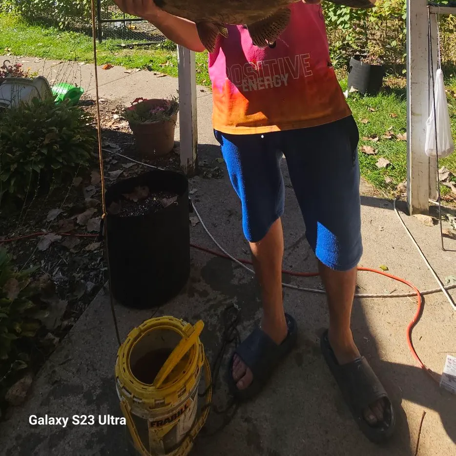 Coho salmon caught on Fishbrain