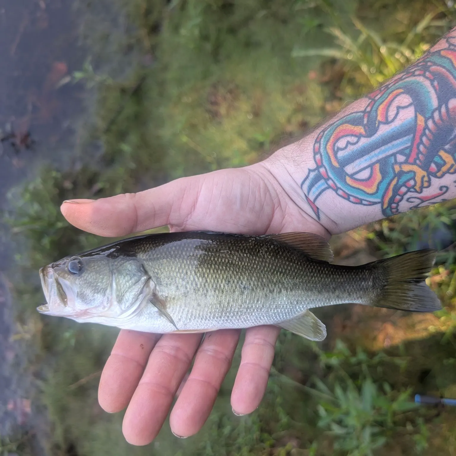 Largemouth bass caught on Fishbrain