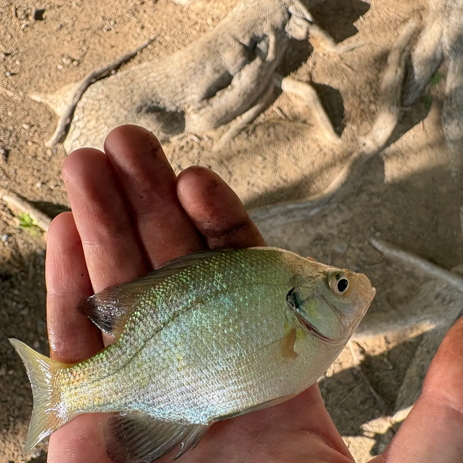 Bluegill caught on Fishbrain
