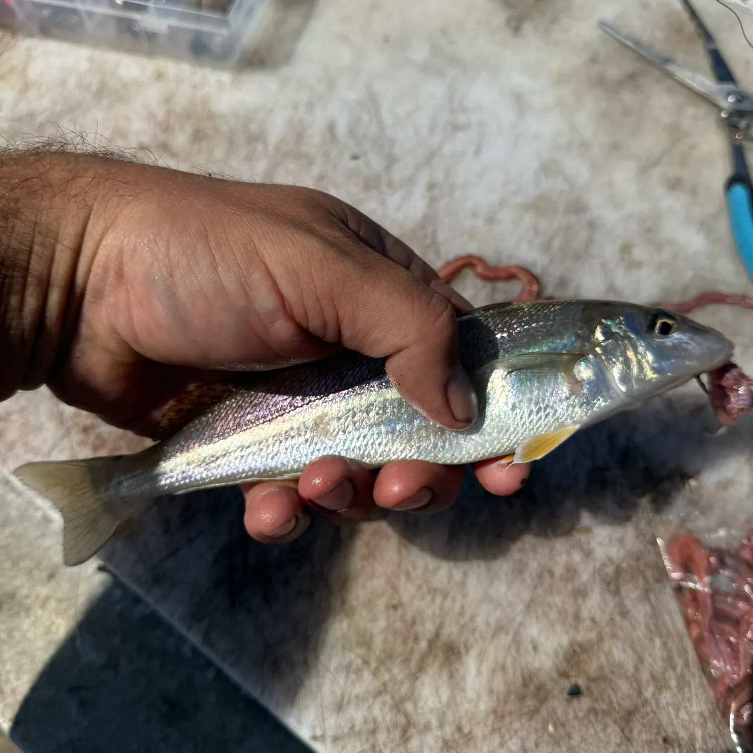 Sand sillago caught on Fishbrain