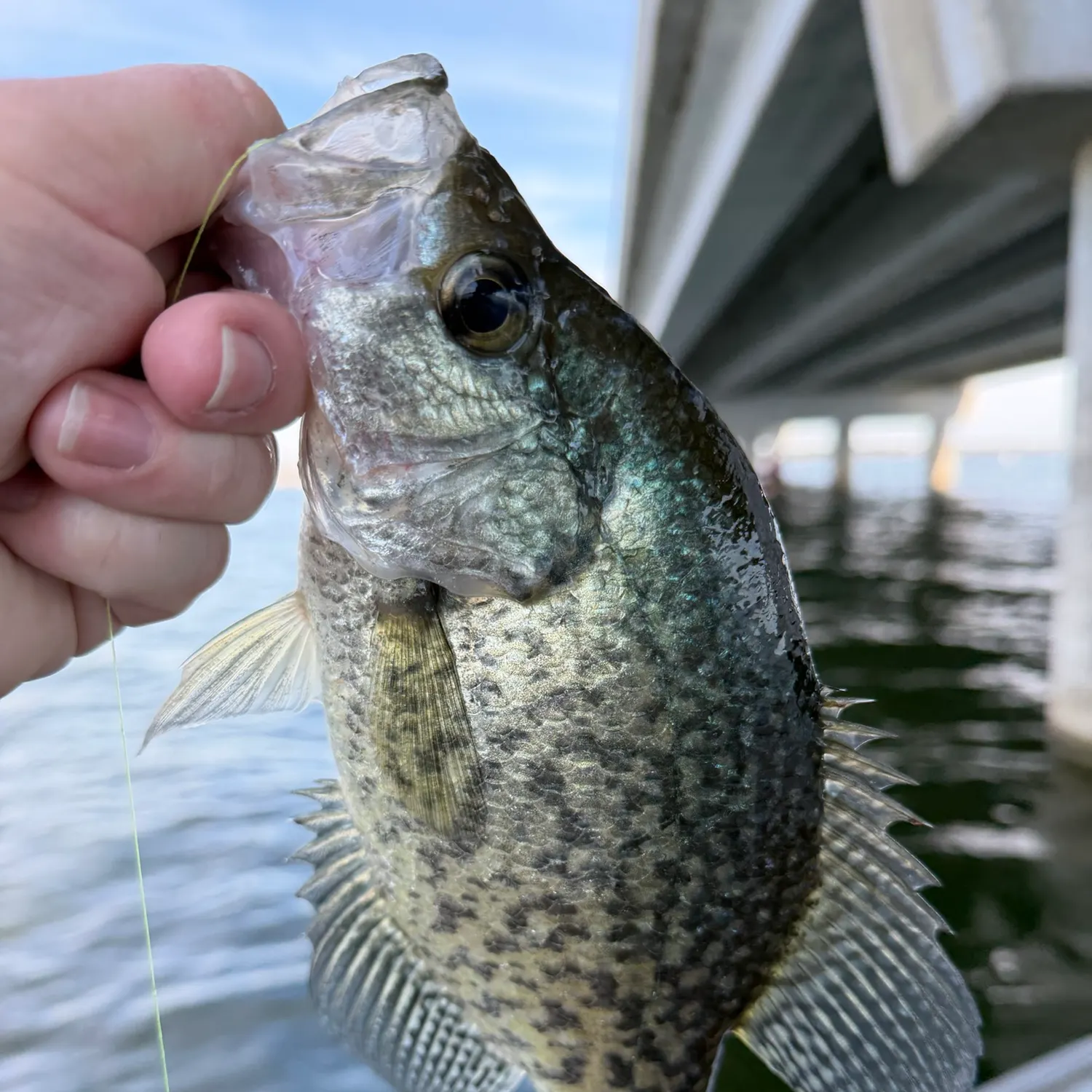 Black crappie caught on Fishbrain