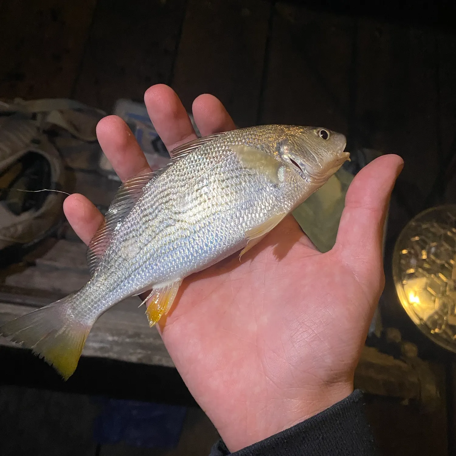 Yellowfin croaker caught on Fishbrain