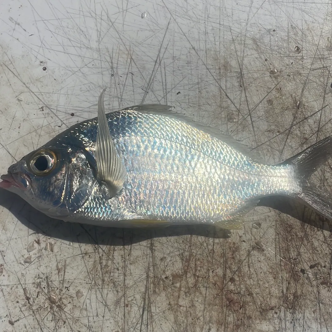 The most recent Mooneye catches on Fishbrain