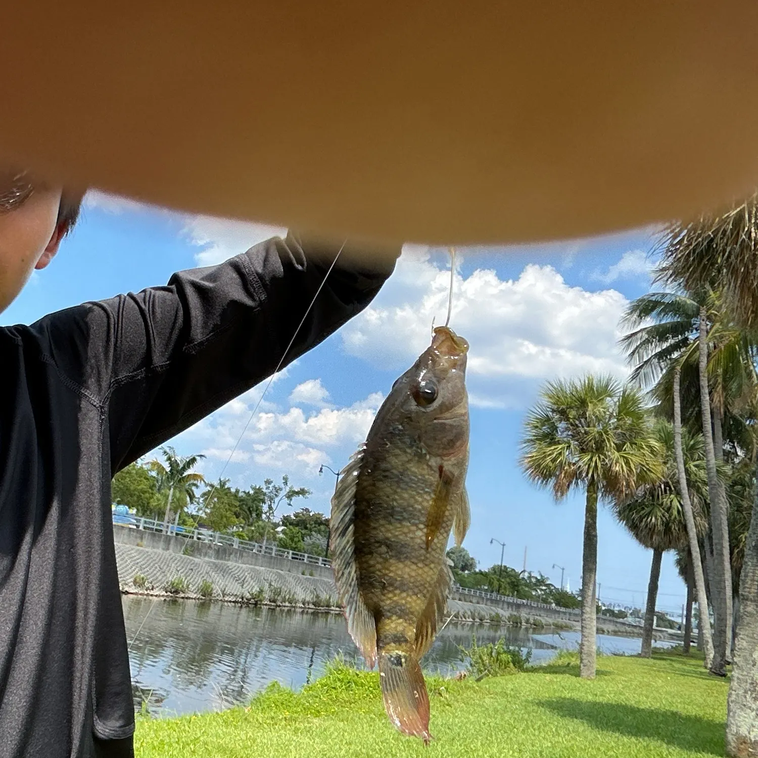 The most recent Redbelly tilapia catches on Fishbrain