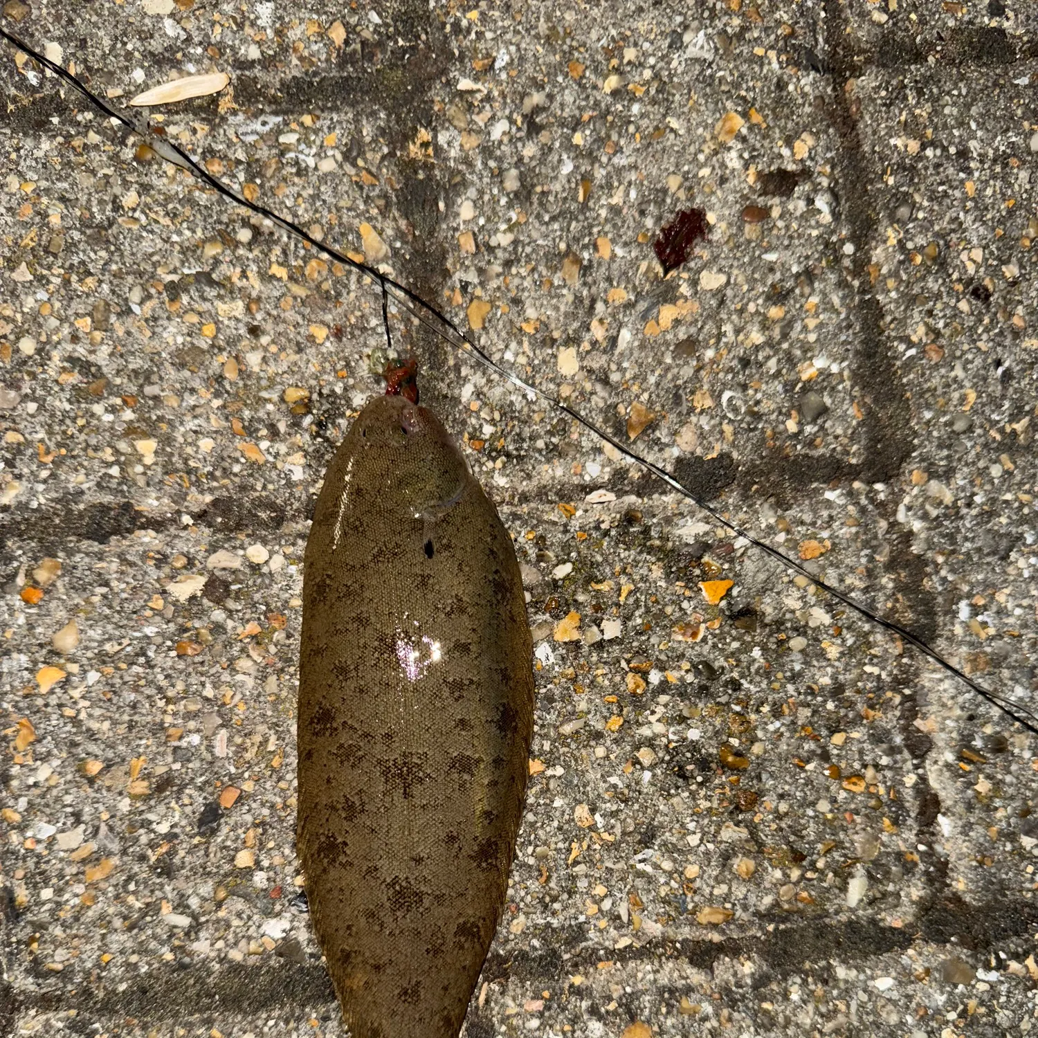 The most recent Common sole catches on Fishbrain