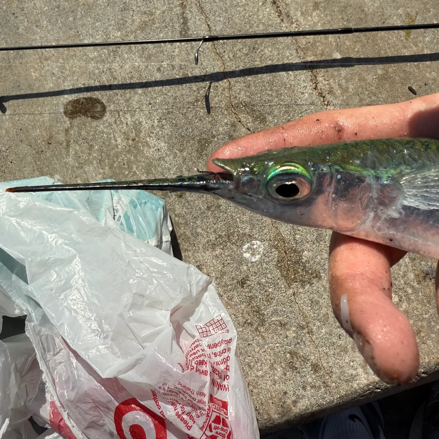 The most recent Ballyhoo halfbeak catches on Fishbrain