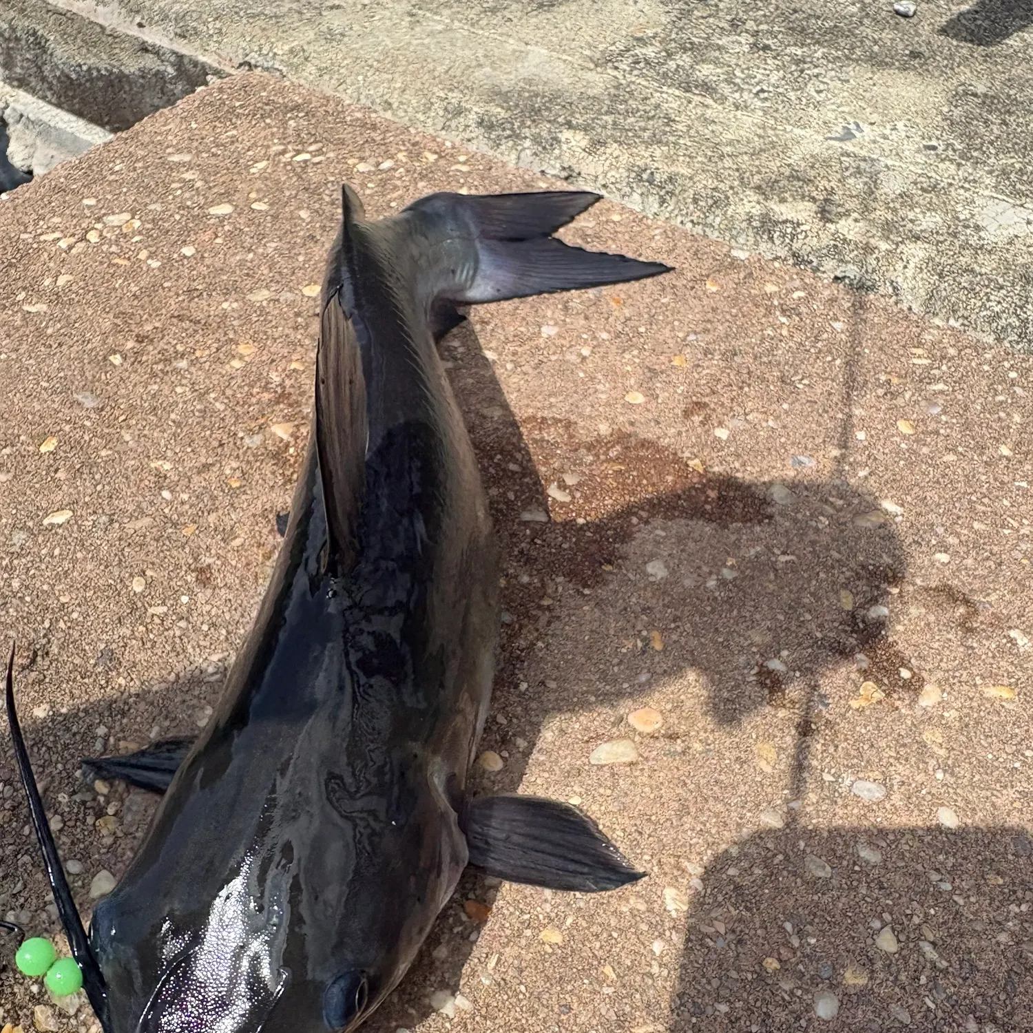 Channel catfish caught on Fishbrain