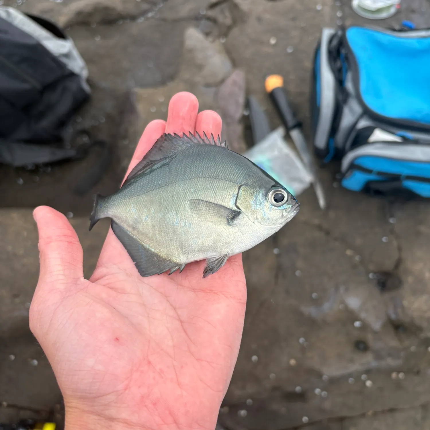 The most recent Silver sweep catches on Fishbrain