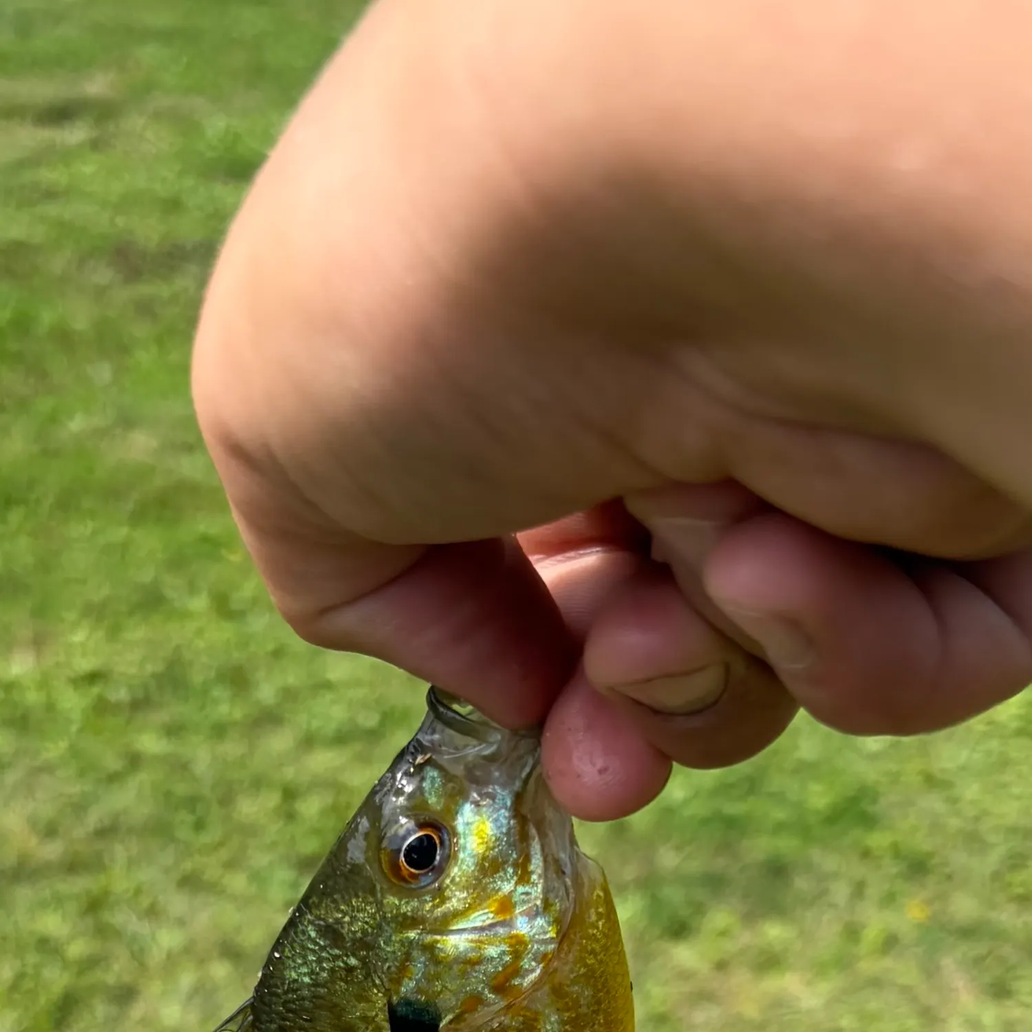 Bluegill caught on Fishbrain