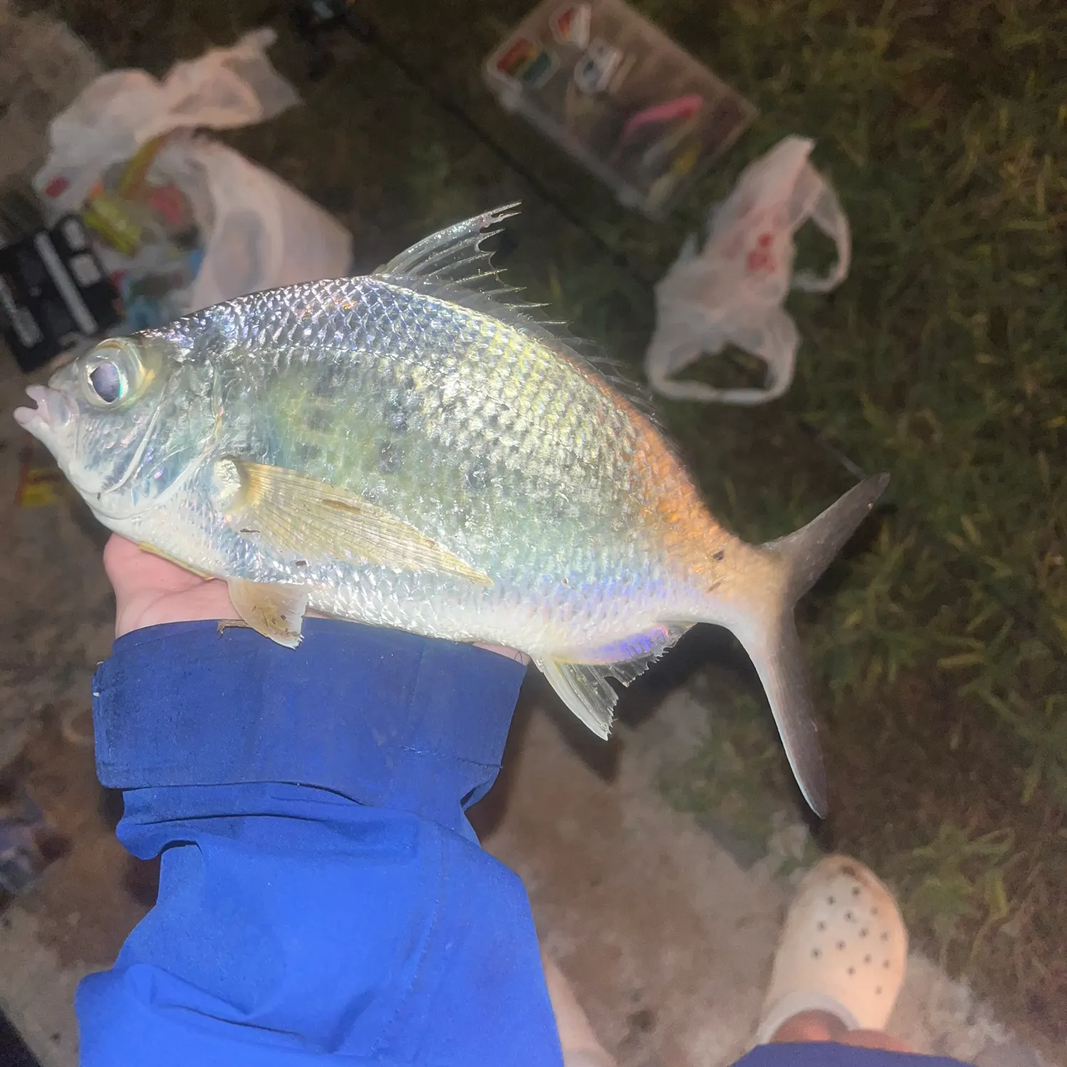 The most recent Irish mojarra catches on Fishbrain
