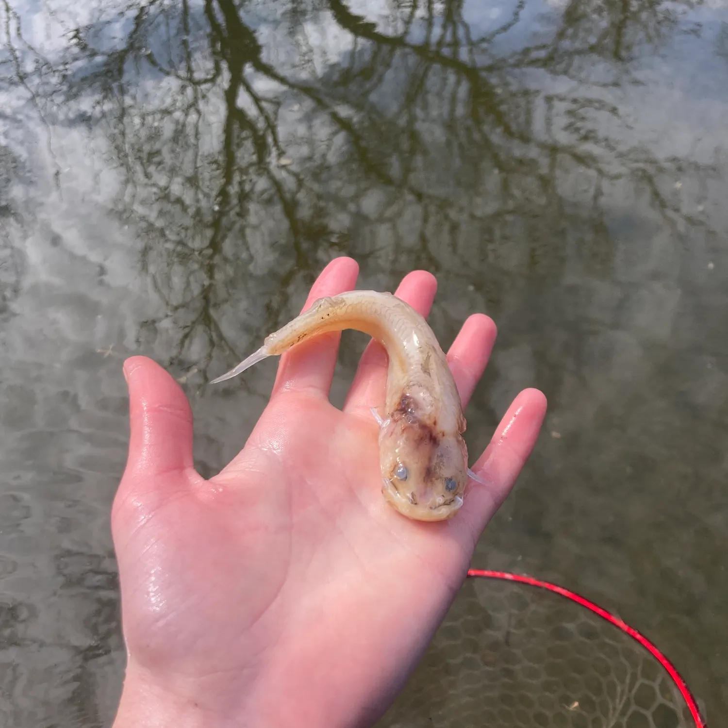 The most recent Tadpole madtom catches on Fishbrain