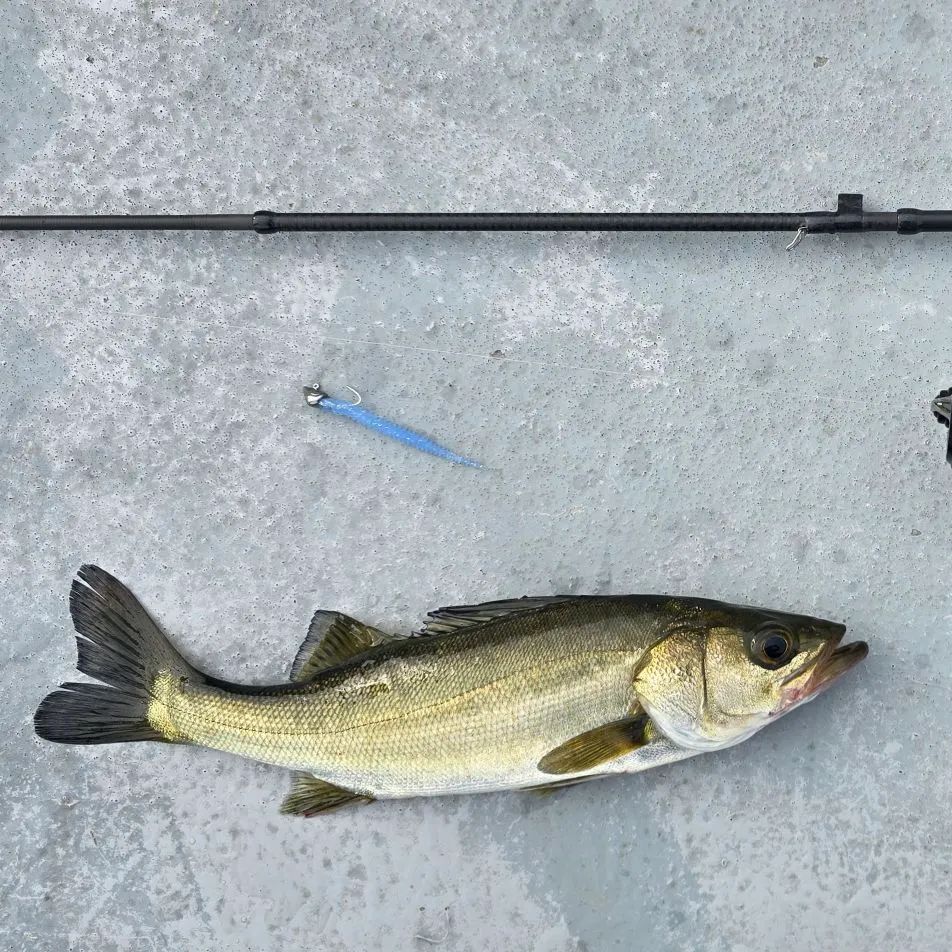 The most recent Japanese seabass catches on Fishbrain