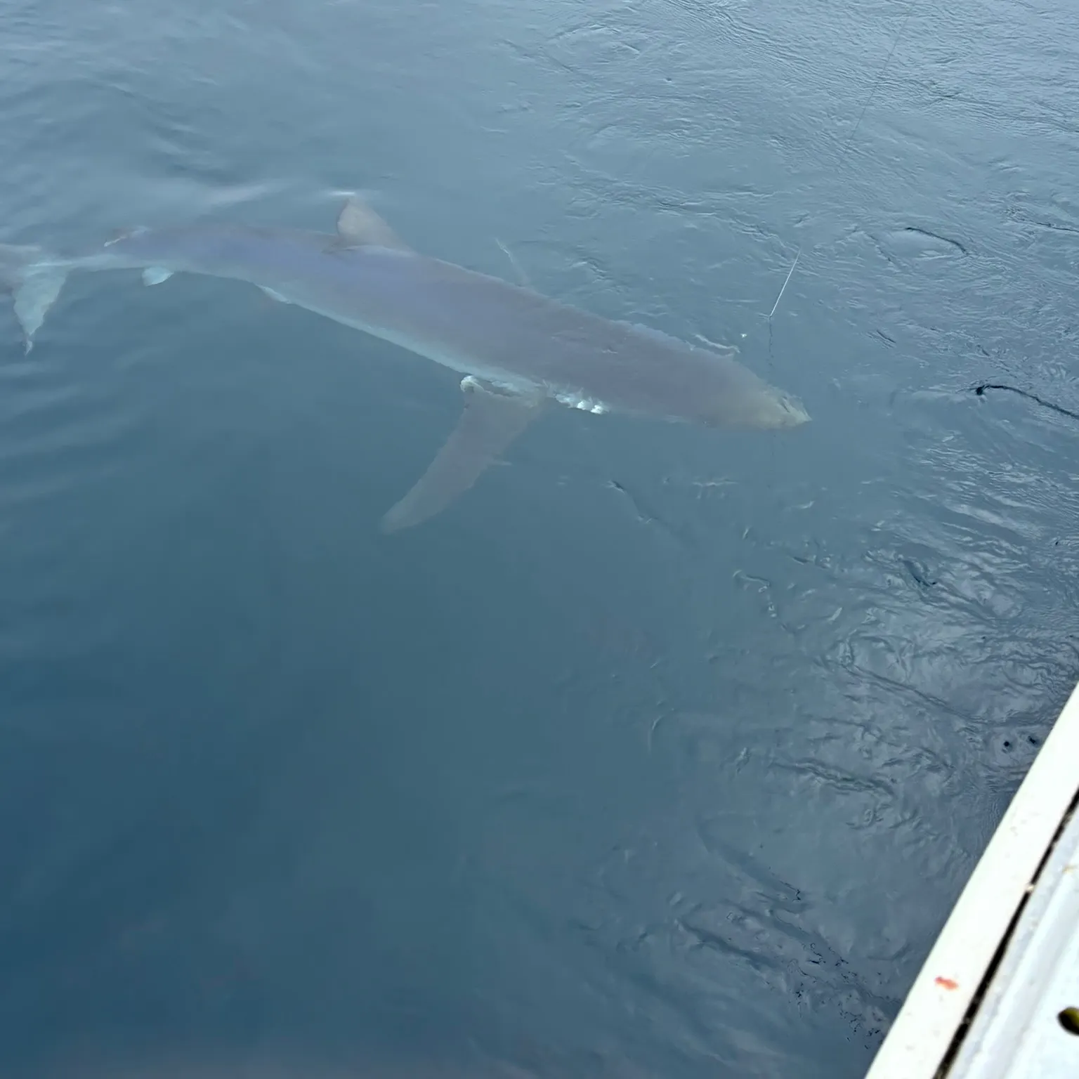 The most recent Blue shark catches on Fishbrain