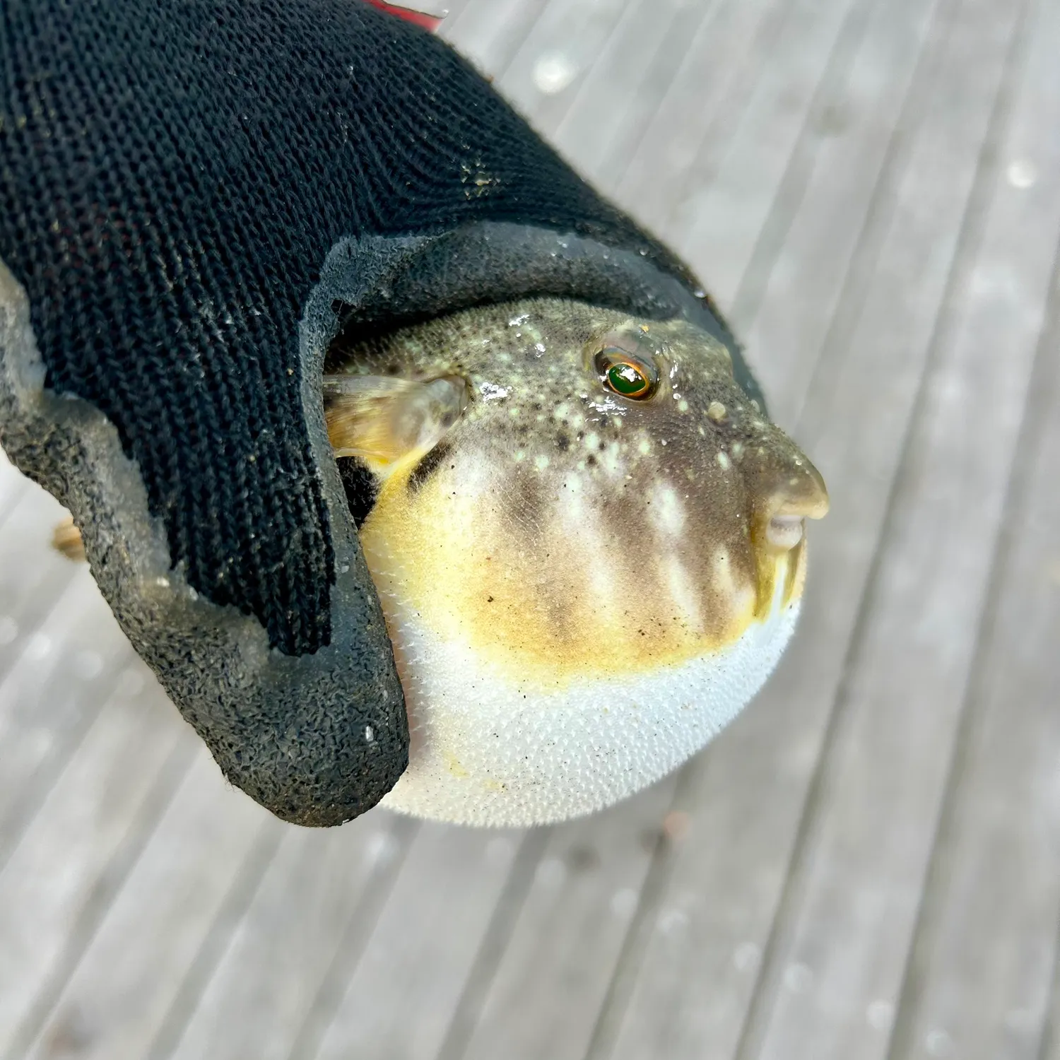 catch