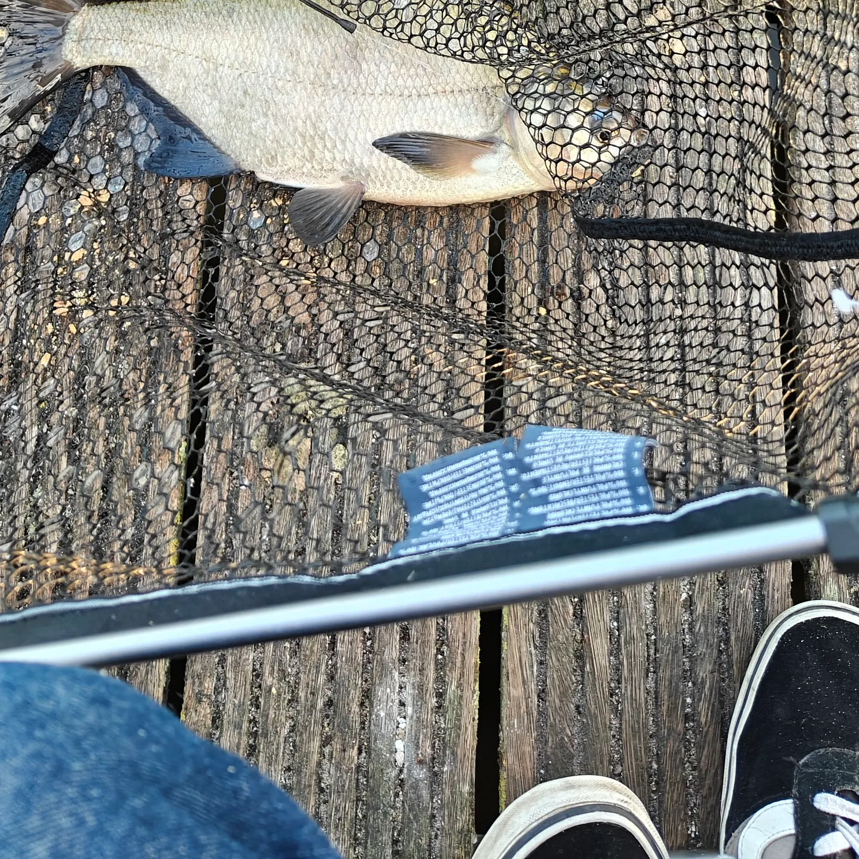 Common bream caught on Fishbrain