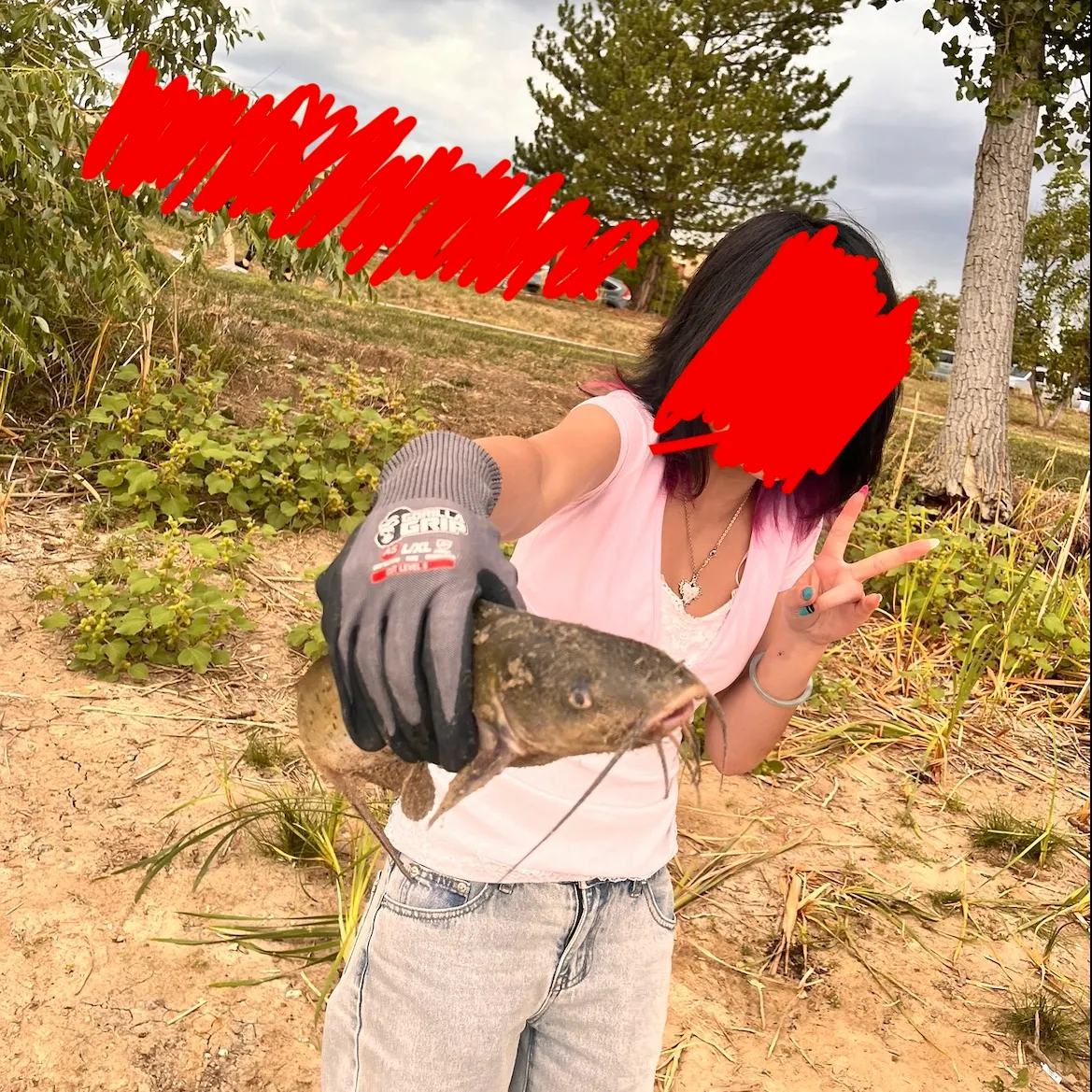 Channel catfish caught on Fishbrain