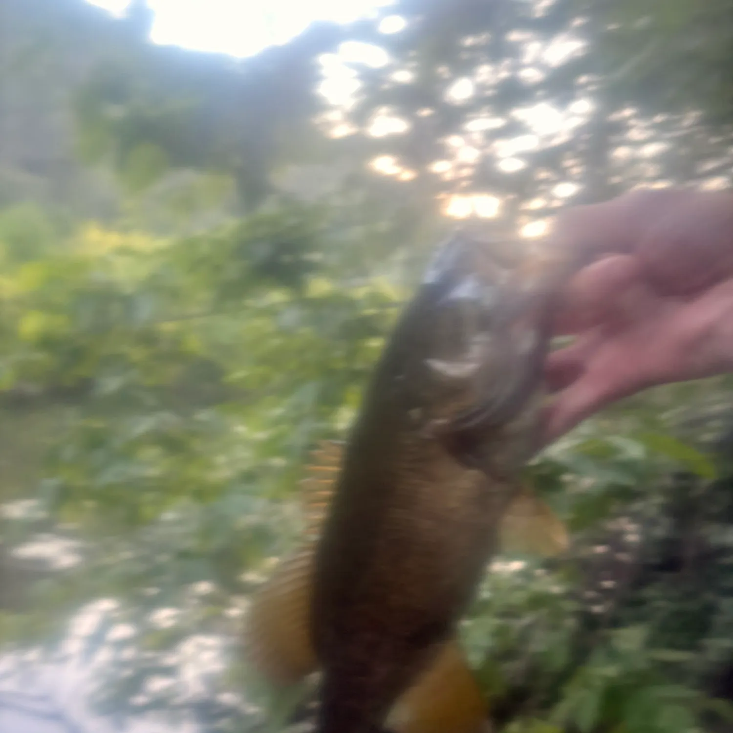 Smallmouth bass caught on Fishbrain
