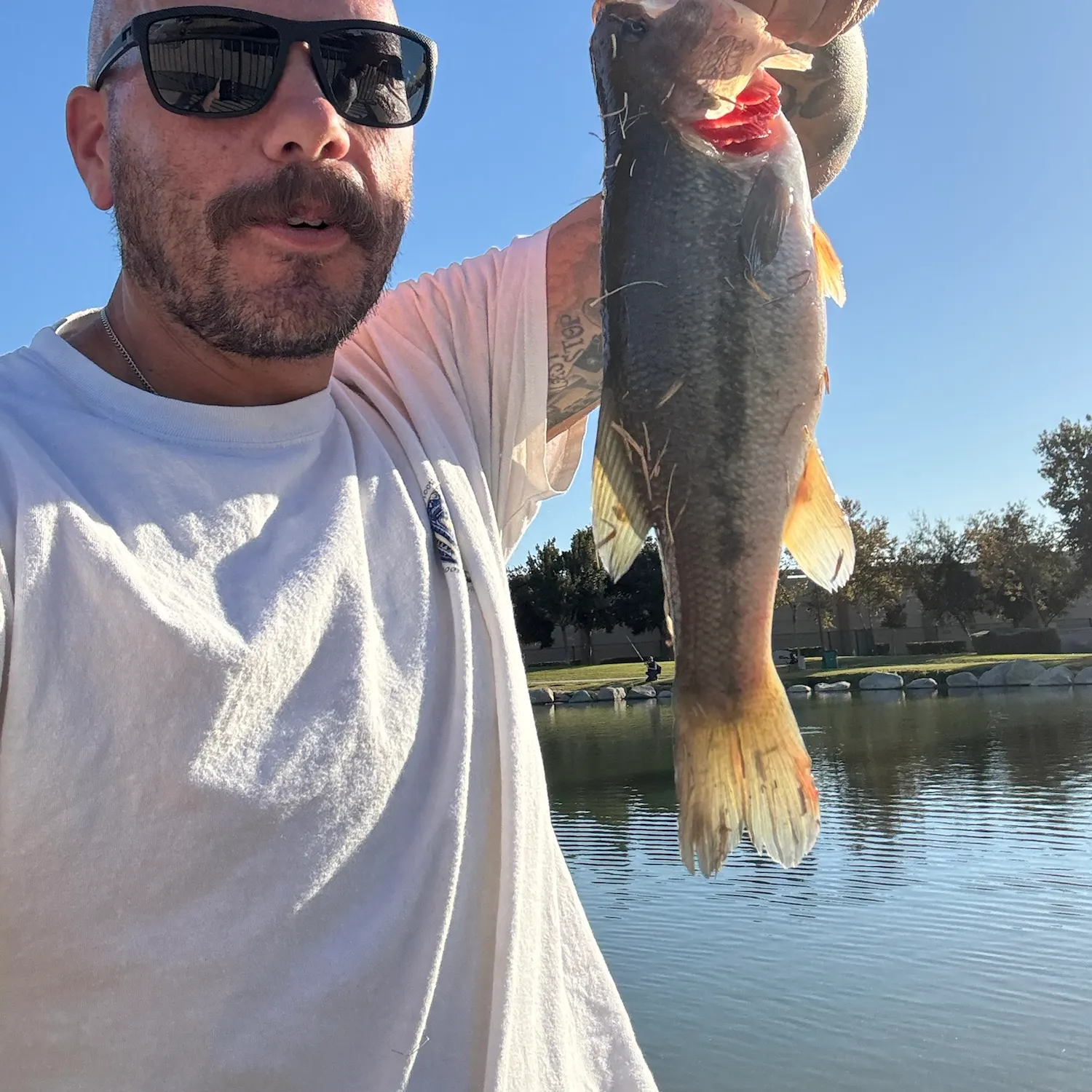 Largemouth bass caught on Fishbrain