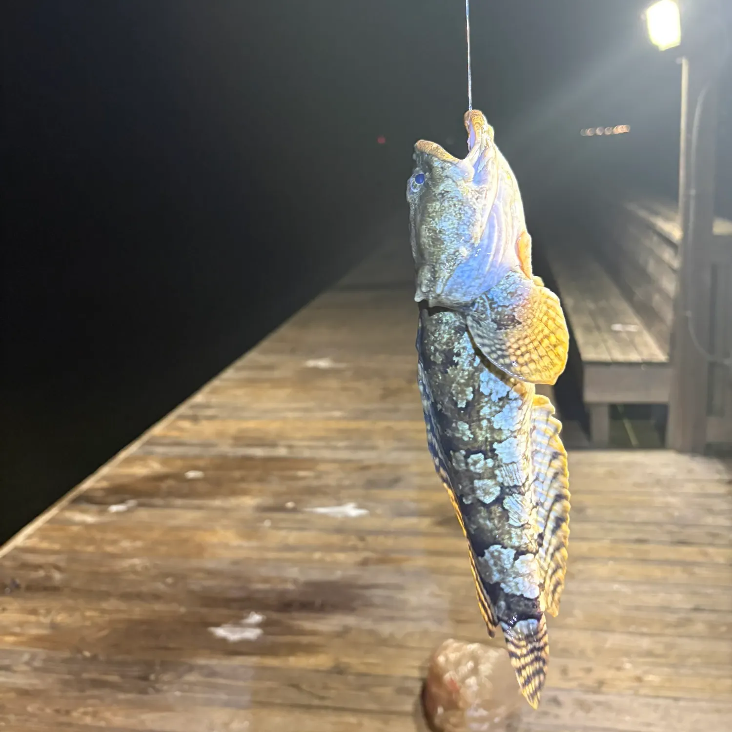 Gulf toadfish caught on Fishbrain