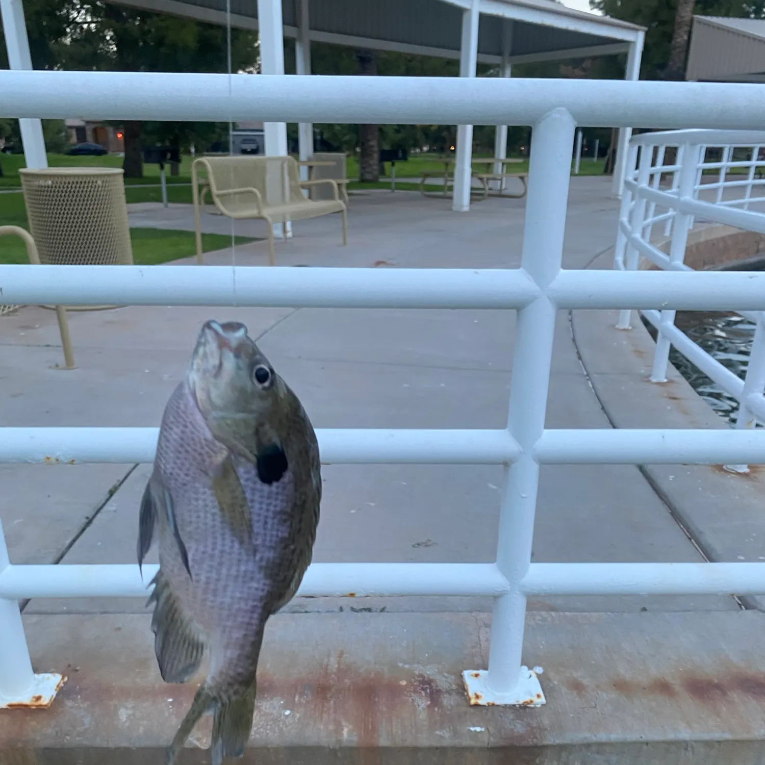 Bluegill caught on Fishbrain