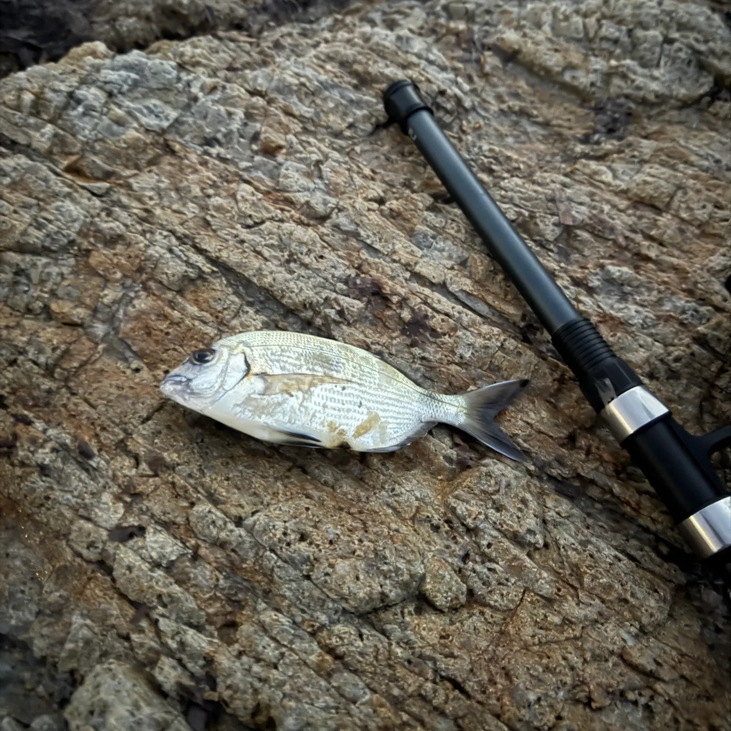 White seabream caught on Fishbrain