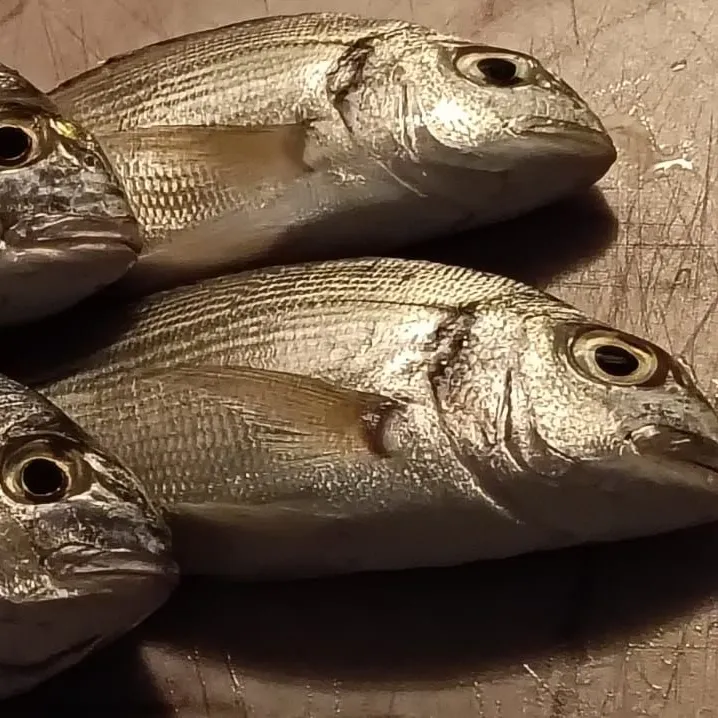 The most recent Common dentex catches on Fishbrain
