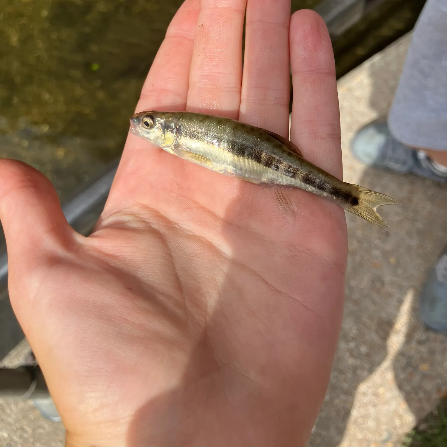 The most recent Eurasian minnow catches on Fishbrain