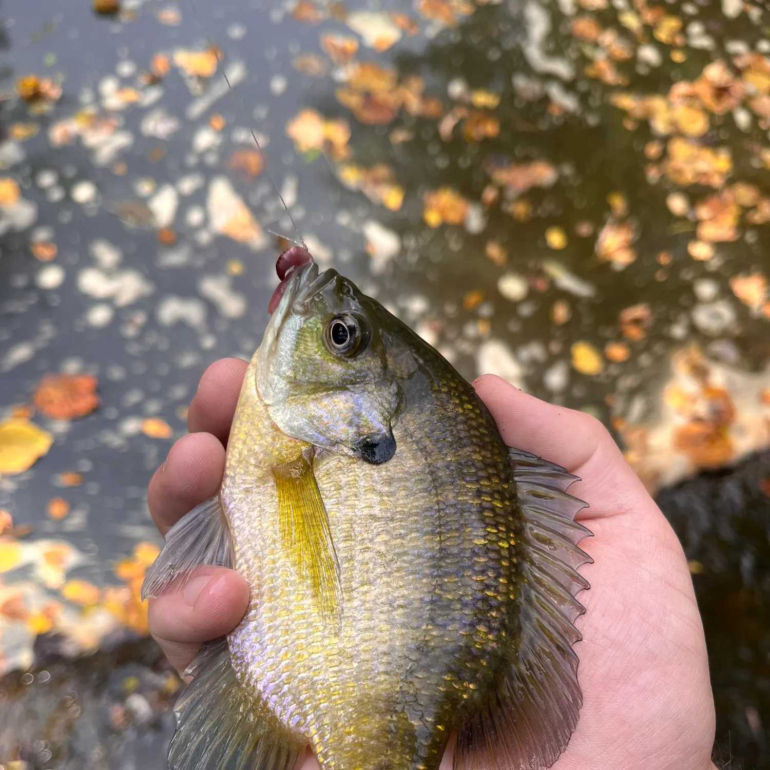 Bluegill caught on Fishbrain