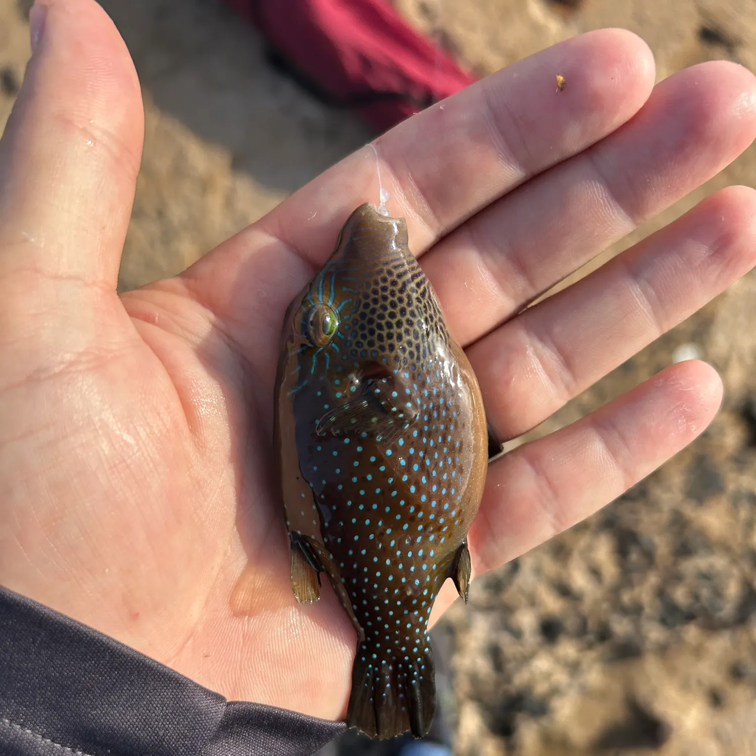 The most recent Spider-eye puffer catches on Fishbrain