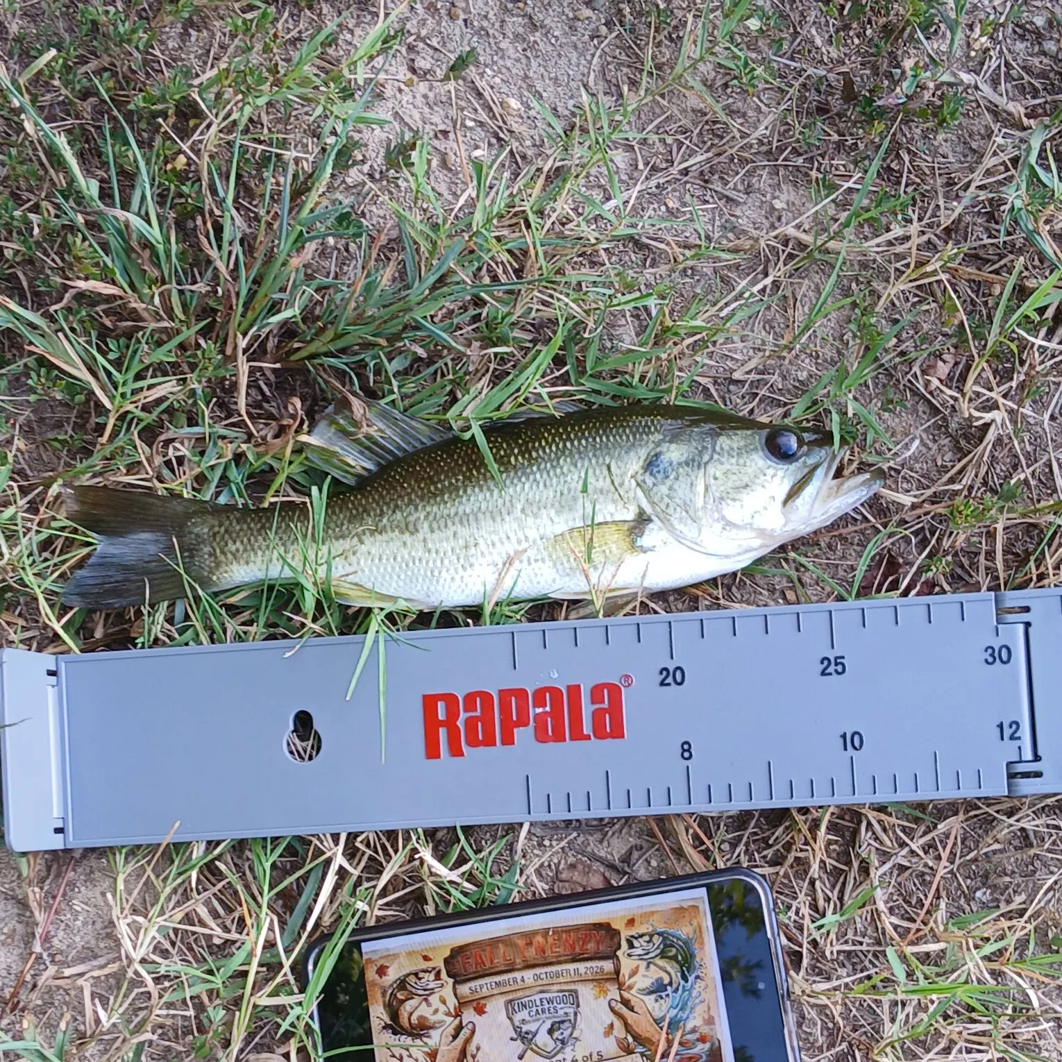 Largemouth bass caught on Fishbrain
