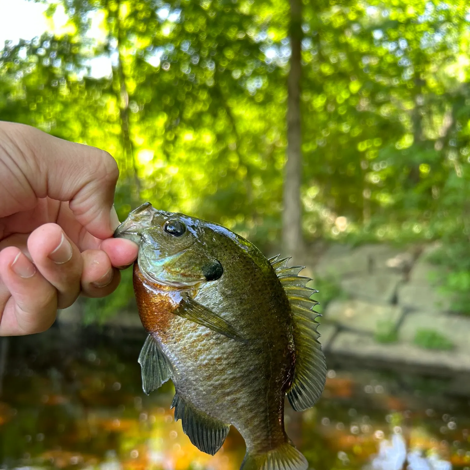 The most recent Bluegill catches on Fishbrain