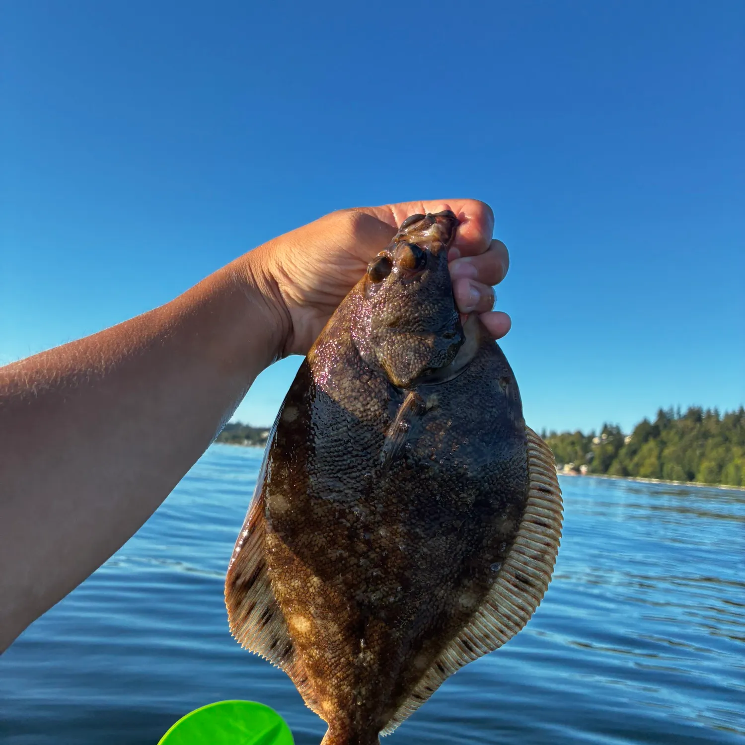 The most recent Southern rock sole catches on Fishbrain