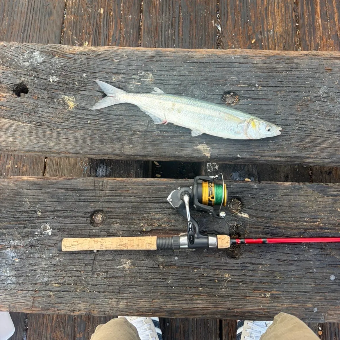 recently logged catches