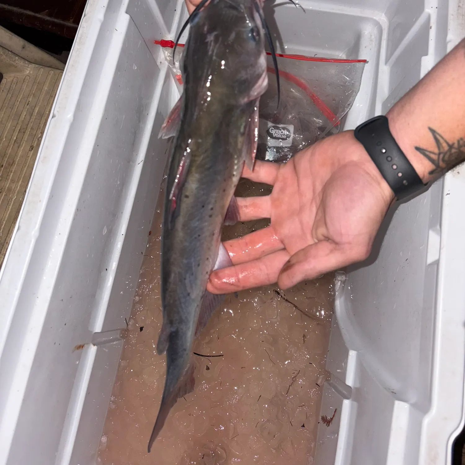 Channel catfish caught on Fishbrain
