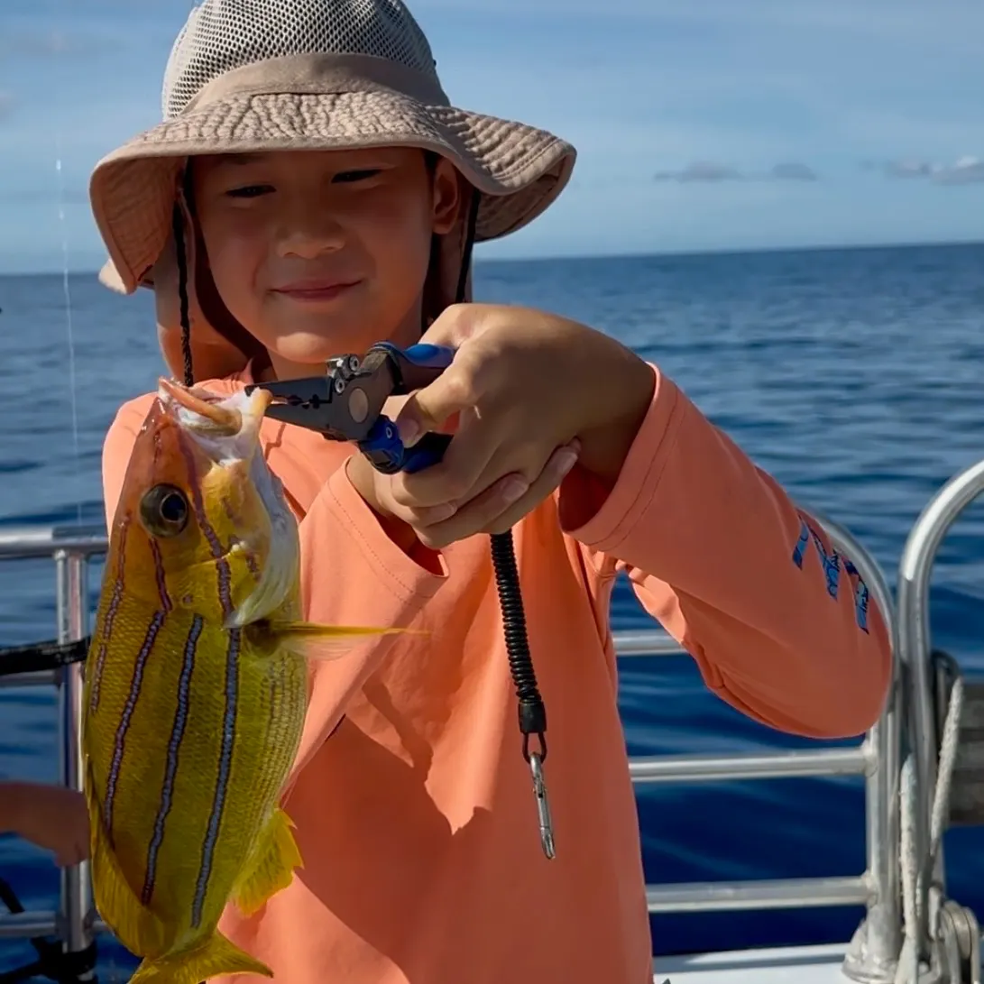 The most recent Common bluestripe snapper catches on Fishbrain