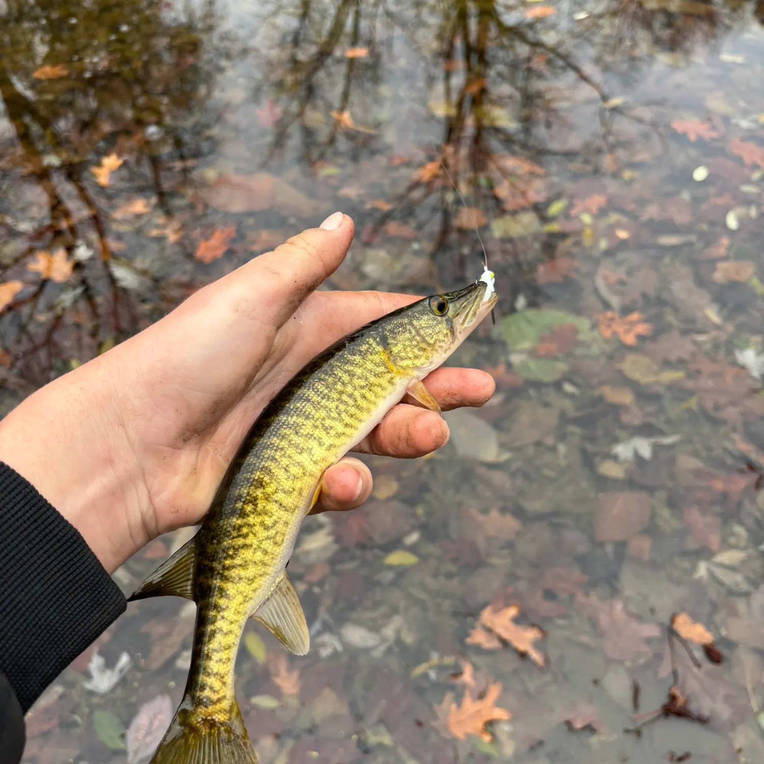 The most recent Grass pickerel catches on Fishbrain