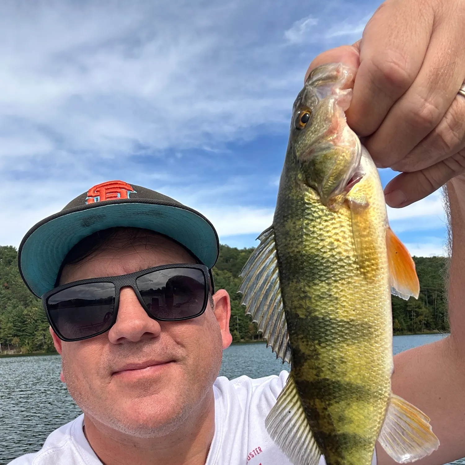 Yellow perch caught on Fishbrain