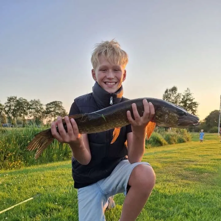Northern pike caught on Fishbrain